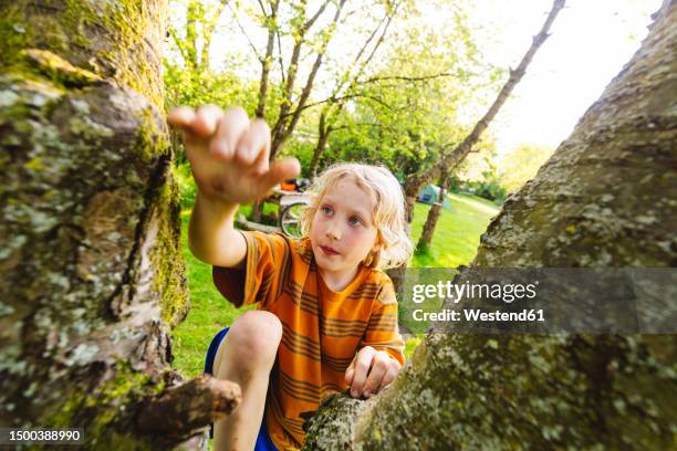 blond boy climbing tree in park - climbing stock pictures, royalty-free photos & images