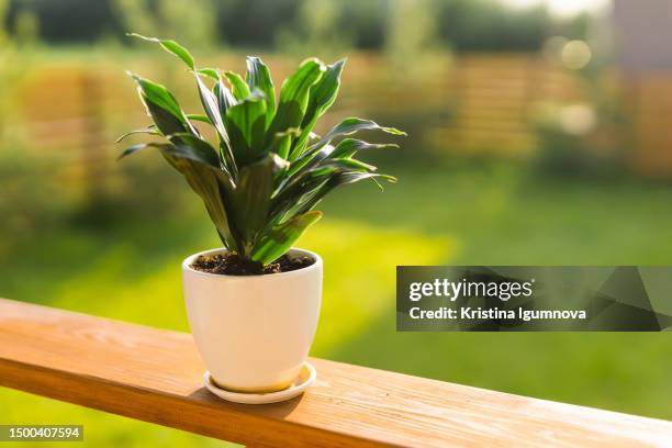 potted plant dracaena on terrace in summer sunny day - dracaena houseplant stock pictures, royalty-free photos & images