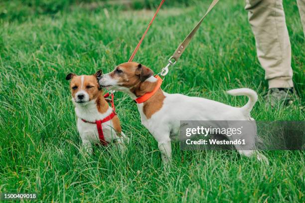 Jack Rasor Dogs 12,023 Jack Russell Terrier Photos Stock Photos, High-Res Pictures, and ...