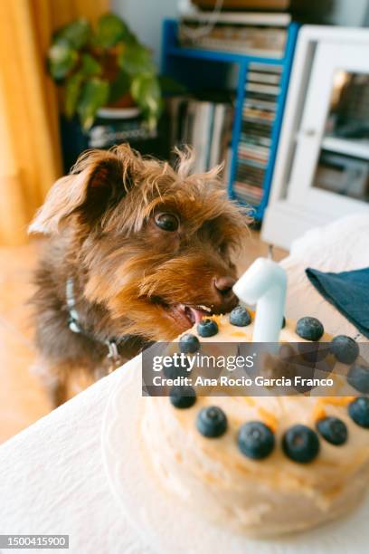 dog´s 1st birthday - birthday candle number stock pictures, royalty-free photos & images