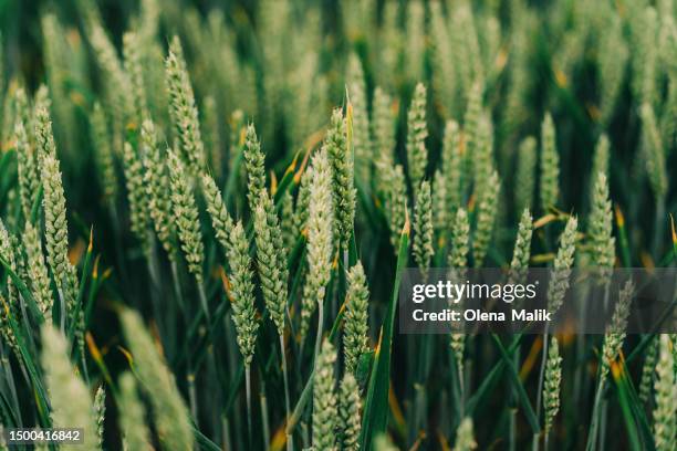 green wheat field close-up - vollkorn stock-fotos und bilder