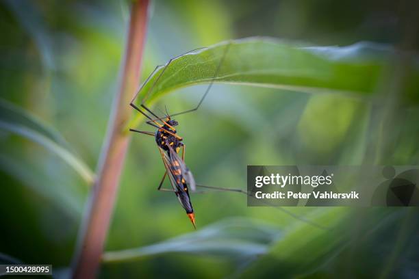 yellow crane fly pachyrhina crocata - hänga 個照片及圖片檔