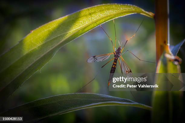 yellow crane fly pachyrhina crocata - hänga 個照片及圖片檔