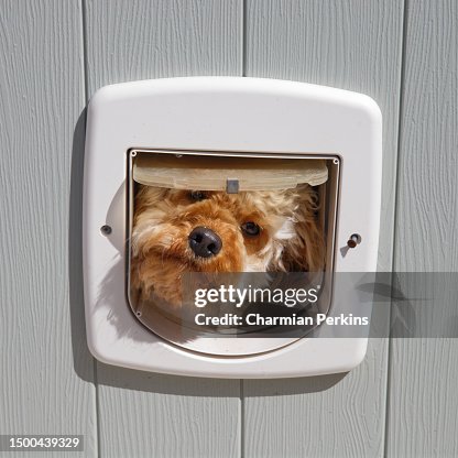 Adorable Fluffy Cavapoo Puppy Looking Through Cat Flap Head Of