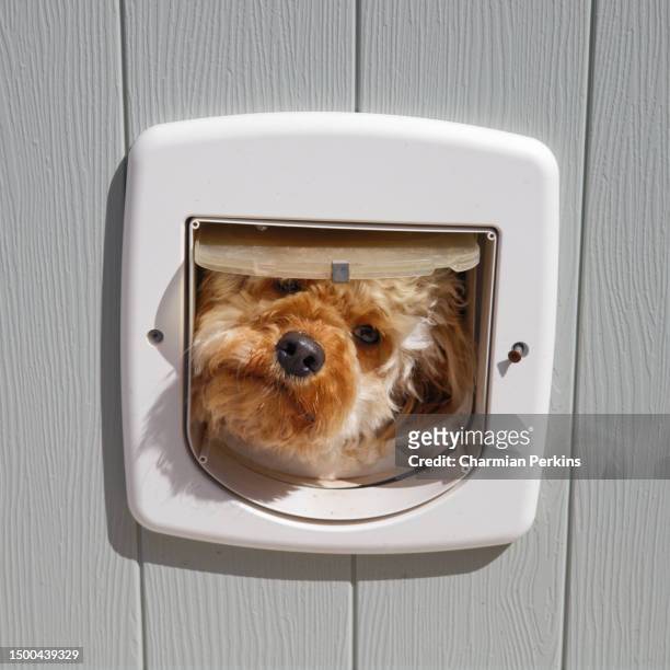 adorable fluffy cavapoo puppy looking through cat flap, head of small dog sticking through door & looking around, little poodle mix breed canine with shaggy fur waiting for a walk in london, england in summer of 2022 - doggie door stock pictures, royalty-free photos & images