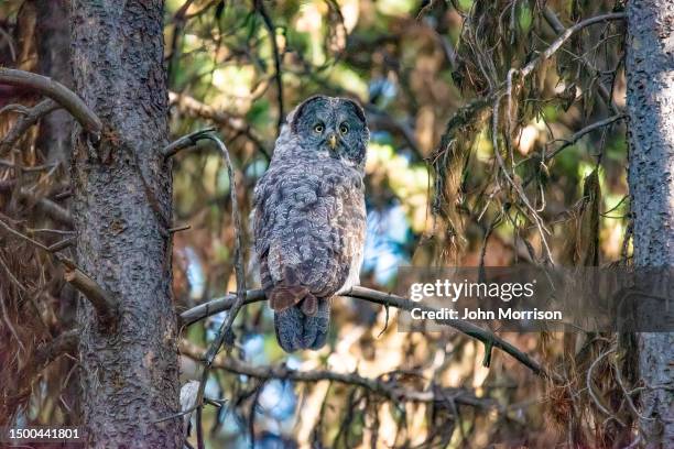 great gray owl perching in dark forest at dusk in the yellowstone ecosystem in western usa, north america - great grey owl stock pictures, royalty-free photos & images