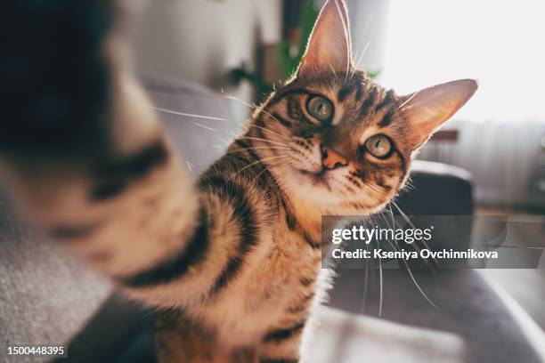 cat taking a selfie - hauskatze stock-fotos und bilder