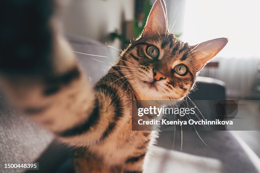 cat taking a selfie