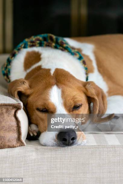sleepy schoßhund - shawl collar stock-fotos und bilder