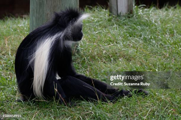 angolan colobus monkey - leaf monkey stock pictures, royalty-free photos & images