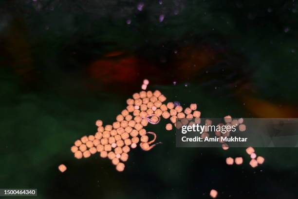 high angle view of fish pallets food floating on the surface of an aquarium water. - fischfutter stock-fotos und bilder