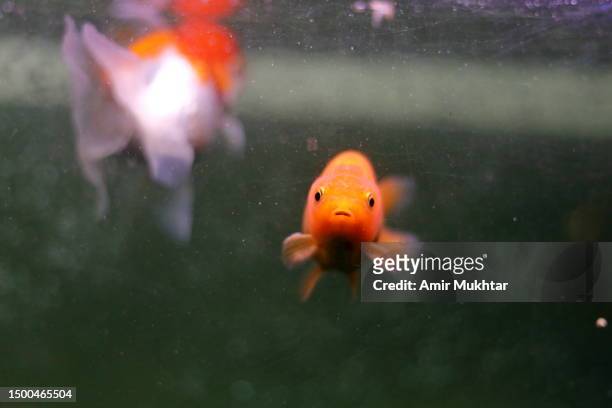 front view of one freshwater goldfish looking at camera in an aquarium. - looking at fish tank stock pictures, royalty-free photos & images