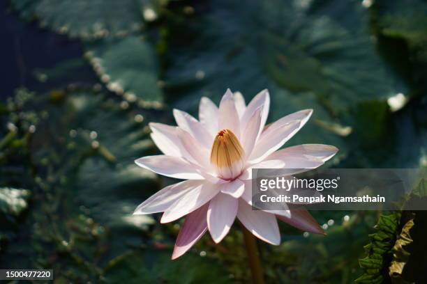flower,tranquility,botany,wet,religion,bean,leaf,garden,elegance,magenta,romance,lily,water,lake,plant,pollen,pond,blossom,petal,nature,sacred lotus,lotus water lily,no people,beauty,flower head,water lily,vector,symbol,close-up,summer,cut out,beauty in n - plant vector stock pictures, royalty-free photos & images