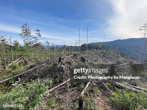 Sumatra Rainforest Deforestation