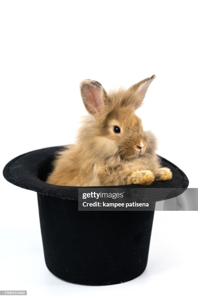 Closeup rabbit isolated on white background. Brown rabbit sitting in black hat.