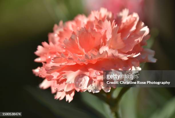 flower with raindrops - carnation flower stock pictures, royalty-free photos & images
