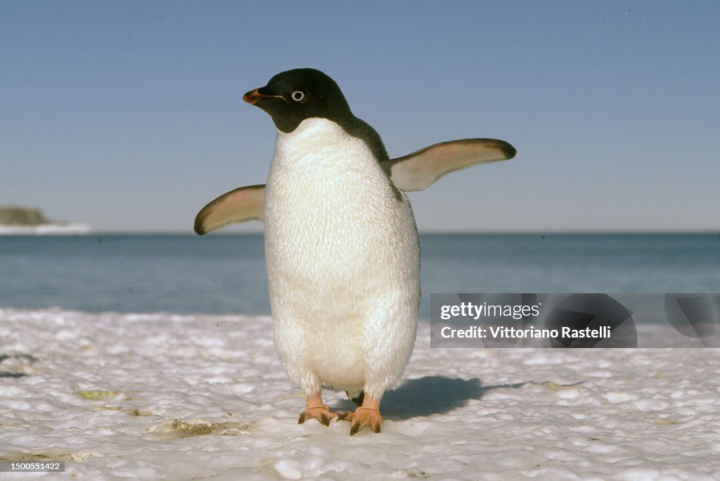 Ade Lipe Ross Sea, Antarctica, Adelie Penguins on their way out to sea to find ...