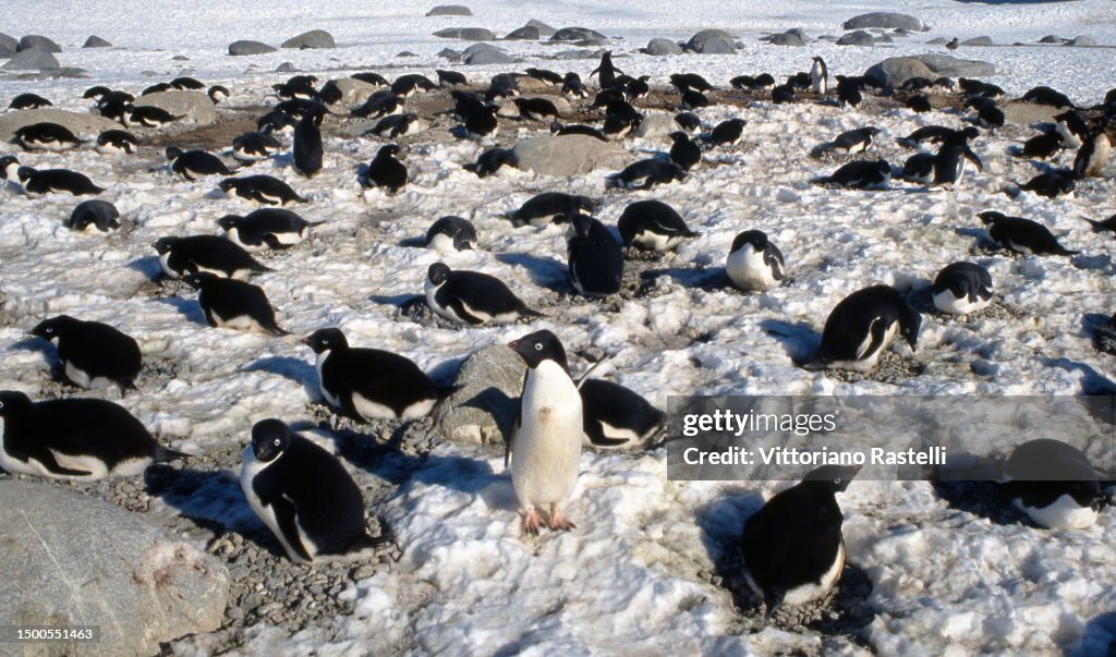 Ade Lipe Ross Sea, Antarctica, Adelie Penguins during hatching in an area with ...