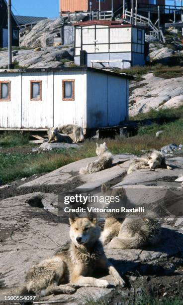 Ilulissad, Greenland, Dogs in an Inuit village near the town of Ilulissat.