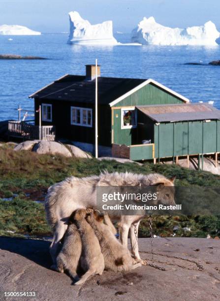 Ilulissad, Greenland, Dogs in an Inuit village near the town of Ilulissat.