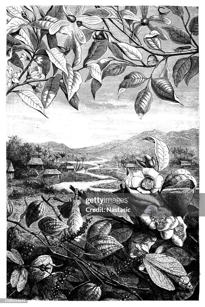 Exotic insects in protective colors and mimic shapes
