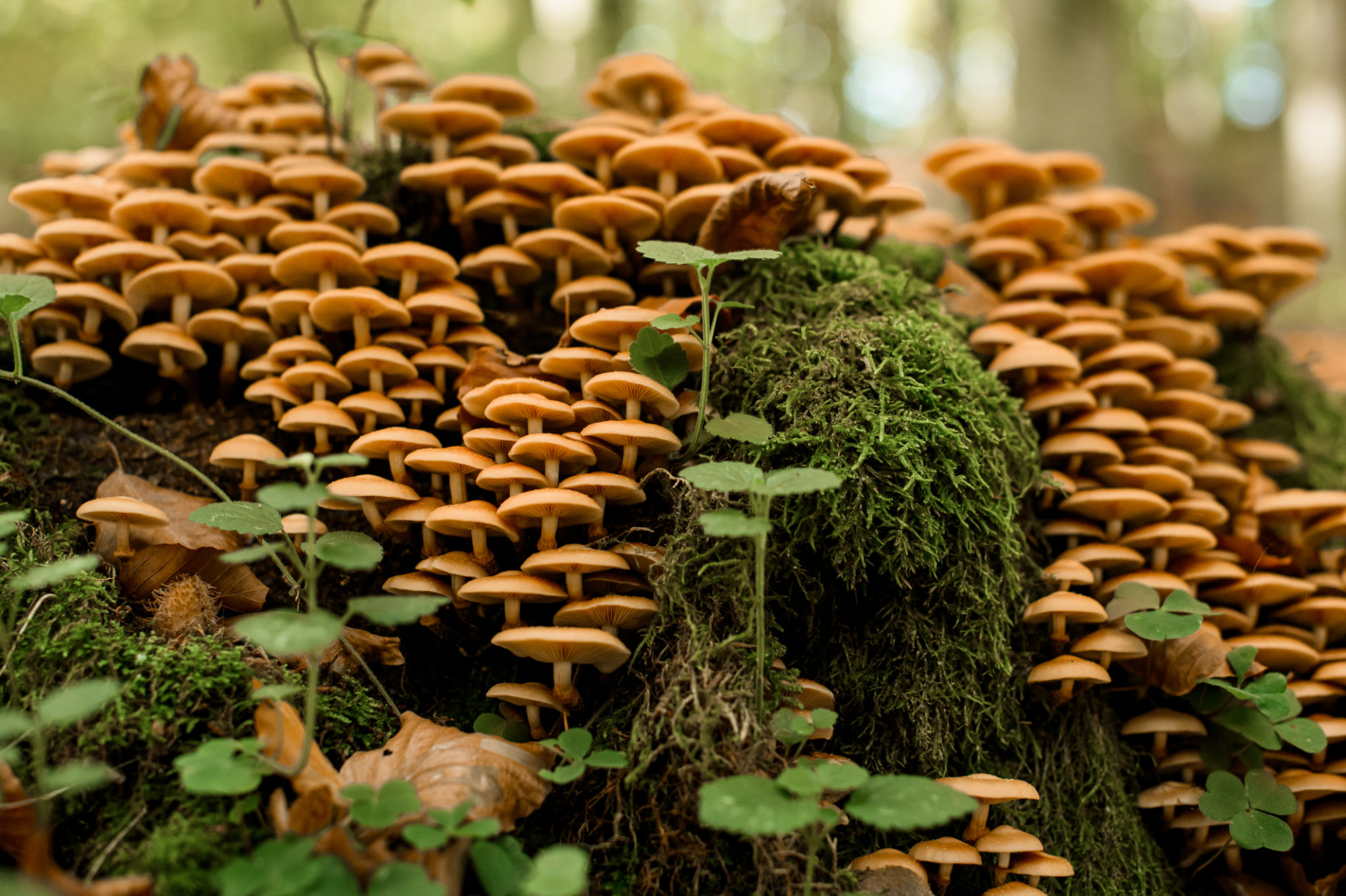 honey fungus