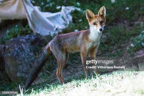 Italian Fox Tuscany, Italy, Fox cub looking for food at night. News Photo - Getty ...