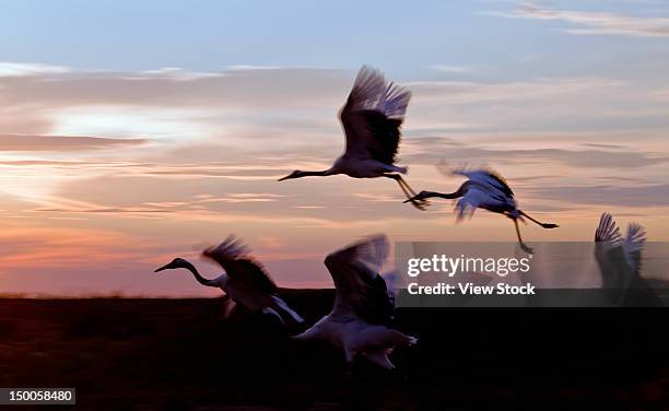 "red-crowned cranes (grus japonensis),heilongjiang,china" - japanese crane stock pictures, royalty-free photos & images