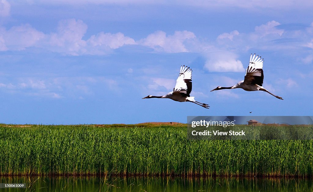 "Red-crowned cranes (Grus japonensis),Heilongjiang,China"