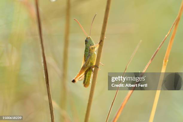 grasshopper - krekels en sprinkhanen stockfoto's en -beelden