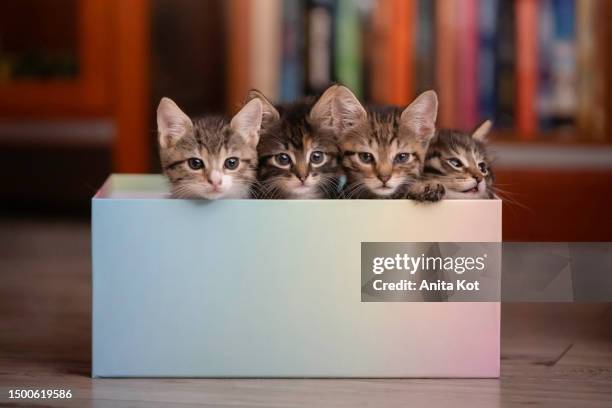 four kittens in a box - cat in box stock-fotos und bilder