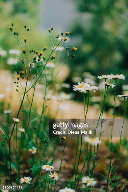 chamomile herb in flower meadow - bee flower grass stock-fotos und bilder