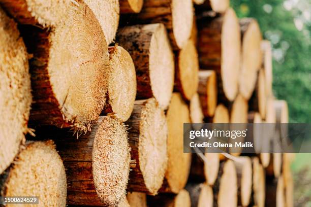 stack of logs in the forest in nationalpark harz. wooden background - holzstapel stock-fotos und bilder
