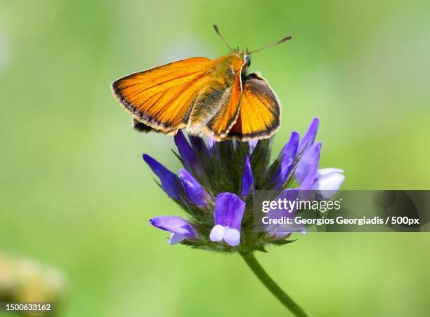 close-up of butterfly pollinating on purple flower,greece - hesperiidae stock pictures, royalty-free photos & images