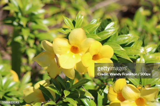 close-up of yellow flowering plant - mandevilla rosa fotografías e imágenes de stock