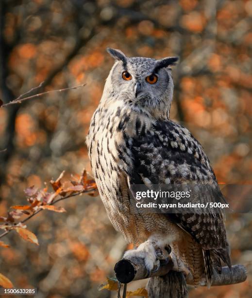 close-up of eagle owl perching on branch - eurasian eagle owl stock pictures, royalty-free photos & images