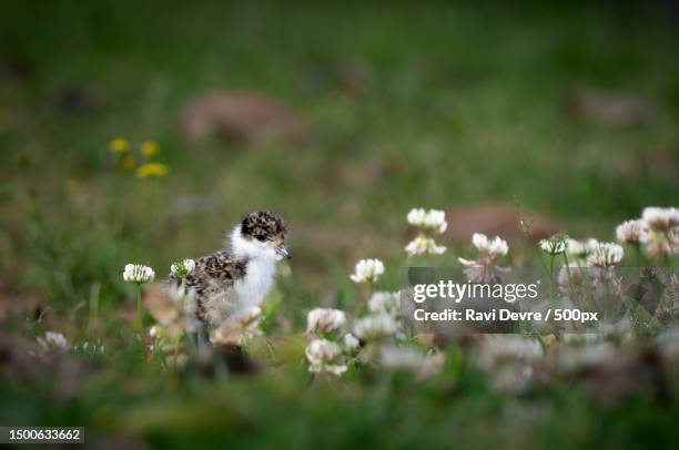 close-up of cat on field,sydney,new south wales,australia - plover stock pictures, royalty-free photos & images