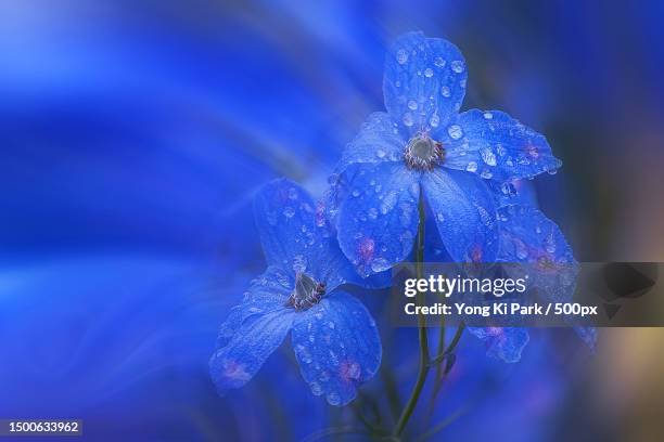 close-up of wet purple flower,daejeon,south korea - daejeon stock pictures, royalty-free photos & images