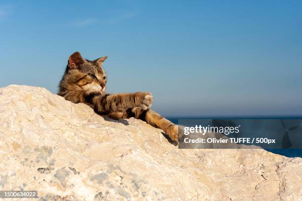 low angle view of cat sitting on rock by sea against sky,france - chat repos stock pictures, royalty-free photos & images