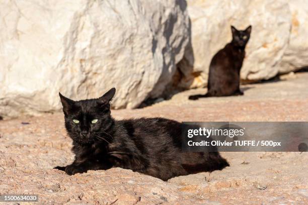 portrait of cat sitting outdoors,marseille,france - chat repos stock pictures, royalty-free photos & images