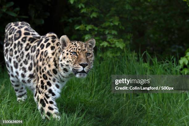 portrait of amur leopard standing on field - leopard face stockfoto's en -beelden