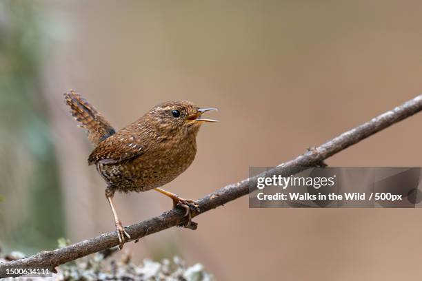 close-up of wren perching on branch - wren stock pictures, royalty-free photos & images