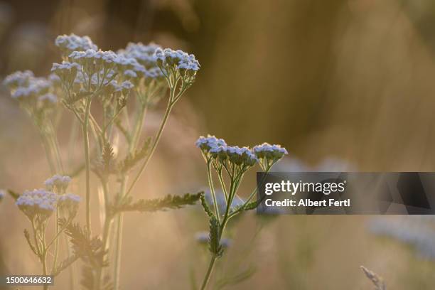 yarrow - yarrow stock-fotos und bilder