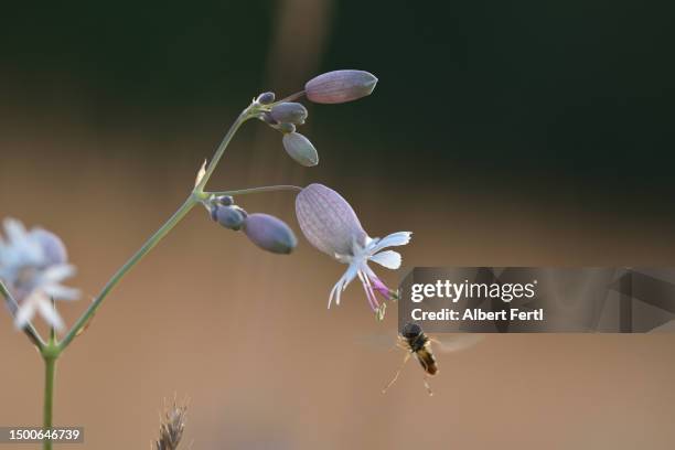 silene vulgaris - pistill bildbanksfoton och bilder