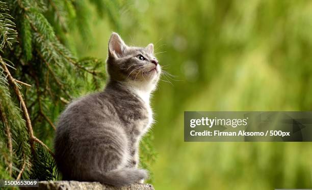 close-up of cat sitting outdoors,indonesia - kitten stock pictures, royalty-free photos & images