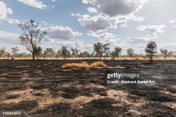 burnt landscape following a wildfire photographed from a low angle perspective on a sunny day, alice springs, northern territory, australia - arid woodlands stock-fotos und bilder