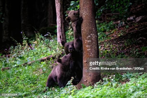 view of brown american black eurasian brown bear sitting on tree trunk in forest,harghita mountains,romania - romania bear stock pictures, royalty-free photos & images