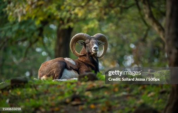 portrait of animal sitting on tree trunk - aries symbol stock pictures, royalty-free photos & images