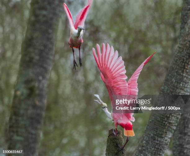 close-up of pink birds flying by trees,orlando wetlands park,united states,usa - platalea ajaja stock-fotos und bilder