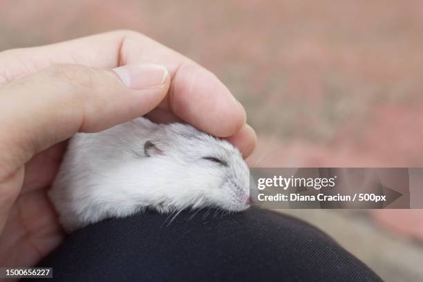 manwoman stroking sleeping hamster by hand,romania - djungarian hamster stock pictures, royalty-free photos & images